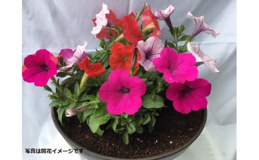 伊川谷町産の季節の花壇苗「生産者おまかせセット」 - 兵庫県神戸市｜ふるさとチョイス - ふるさと納税サイト