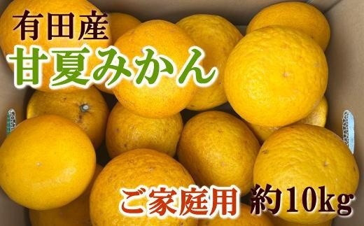 有田産訳ありご家庭用甘夏みかん約10kg（サイズ混合）★2024年4月下旬頃より順次発送予定