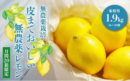 瀬戸内しまなみレモン 20キロ gamboaboxing.com
