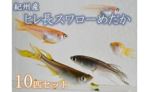 紀州産ヒレ長スワローめだか 彩り10匹（＋補償分2匹）セット - 和歌山県海南市｜ふるさとチョイス - ふるさと納税サイト