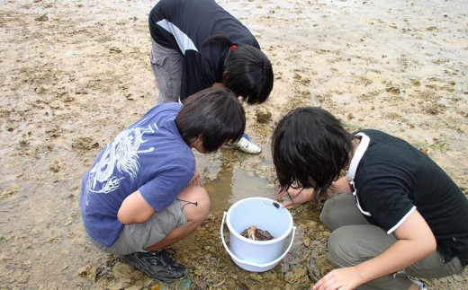 環境省重要湿地】【屋嘉田潟原】昼の干潟の観察（3人） - 沖縄県恩納村