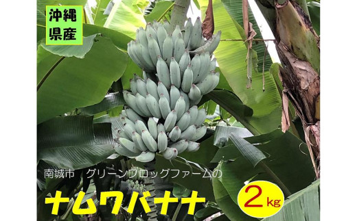 バナナの葉 3kg 新鮮 | www.esn-ub.org