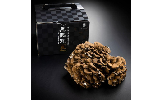 大平きのこ研究所の大黒舞茸「真」【贈答用】700g - 新潟県南魚沼