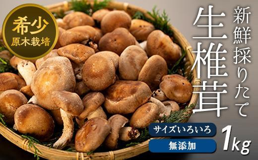大分県産　原木生椎茸　1キロ　今採り ステーキ用原木椎茸 | 坐来大分公式オンラインショップ