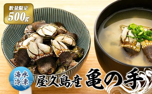 数量限定】屋久島産「亀の手」500g【海水で冷凍】 - 鹿児島県屋久島町