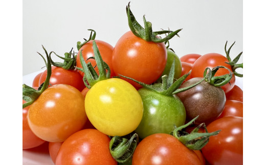 B81 ミニトマト・カラートマト食べ比べセット10袋 約2kg - 愛媛県伊予