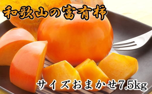 ya̎Ra̎Rsz [Ê`̉l]a̎RYxL`@7.5kg TCY܂2025N11{菇yTM5z