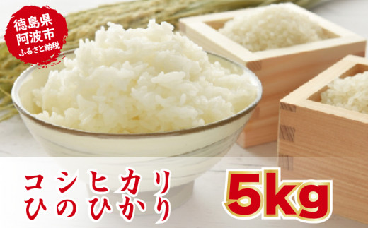 こしひかり ひのひかり 精米済 5kg 新米 お米 白米 令和5年産