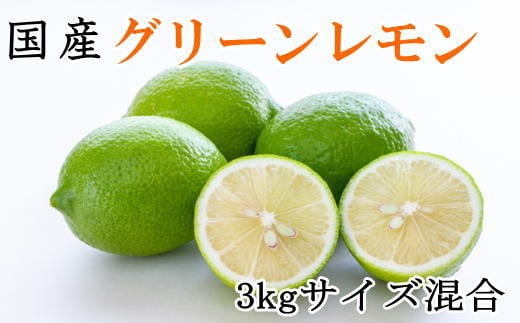 ya̎Ra̎RszmYna̎RYO[3kgiTCYj2025N10{菇mTM7n