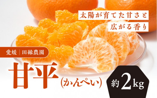 田縁農園の甘平（かんぺい）2kg※着日指定不可※離島への配送不可※2024年3月下旬～4月中旬頃に順次発送予定