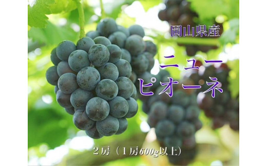 2023年先行予約】岡山県産 ニューピオーネ 2房（1房600g以上）化粧