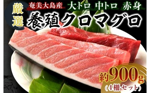 奄美大島産養殖クロマグロ 4柵セット 900g以上 大トロ 中トロ 赤身