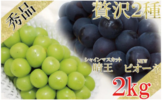 令和5年発送分】岡山県産 ニューピオーネ×シャインマスカット晴王 2種