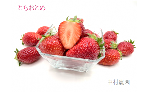 ytlXsz g`Ig 1kg {B / _ / ƂƂ  C`S n ̂