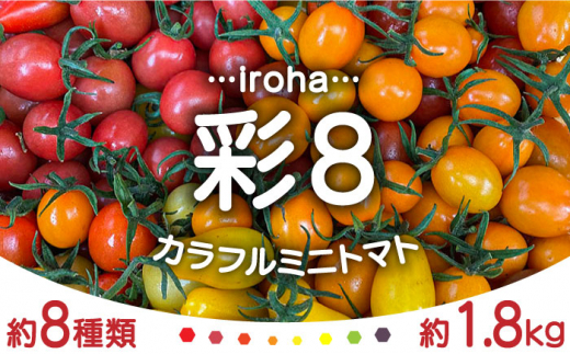 カラフル ミニトマト 彩８（いろは） 約8種類 合計約1.8kg / トマト 夏