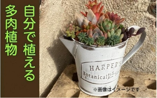 自分で植える多肉植物/セダム系苗※ピンセット付きAセット - 大分県国東