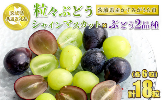 粒々ぶどう 合計18粒 各6粒 シャインマスカットとぶどう2品種【茨城県共通返礼品 かすみがうら市】セット 3種類 食べ比べ シャインマスカット  マスカット ぶどう ブドウ 葡萄 果物 フルーツ お取り寄せ ※2024年8月下旬頃より順次発送予定 - 茨城県守谷市｜ふるさと ...