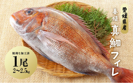 2024年1月～発送】愛媛県産養殖真鯛フィレ2枚（お頭付き冷凍） - 愛媛 
