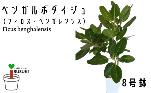 観葉植物】ベンガルボダイジュ(フィカス・ベンガレンシス)8号(Green Base/027-1477) 南国鹿児島県で育った 観葉植物！植物 鉢付  インテリア 室内 オフィス おしゃれ マイナスイオン【配送不可地域：北海道・沖縄県・離島】 - 鹿児島県指宿市｜ふるさとチョイス - ふるさと ...