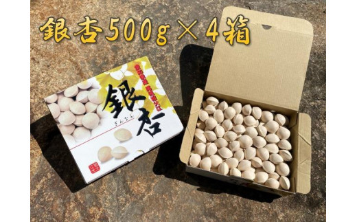 銀杏 祖父江のぎんなん 2kg ( 500g × 4箱 ) 大粒 光田農園 - 愛知県