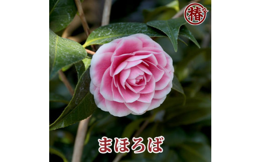 椿 新花「まほろば」5号鉢開花見込み苗 - 愛知県稲沢市｜ふるさと