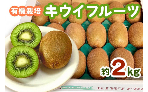 有機栽培キウイフルーツ (約2kg)【黒澤農園】12月より順次発送｜数量限定 果物 フルーツ 果実 産地直送 国産 箱売り ヘイワード 甘楽町  [0176]