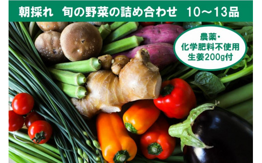 定期便6回】旬の朝採れ土佐野菜詰め合わせ(10～13品目) - 高知県香美市