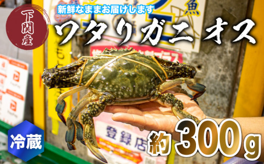 ワタリガニ オス 約300g 冷蔵 ガザミ 蟹 下関 唐戸市場 直送 夏季