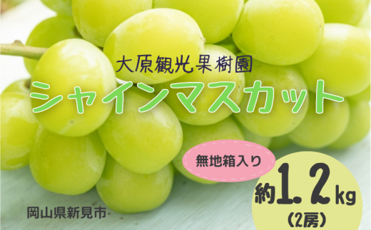 大原観光果樹園 シャインマスカット 約1.2kg 2房 【先行予約 9月下旬