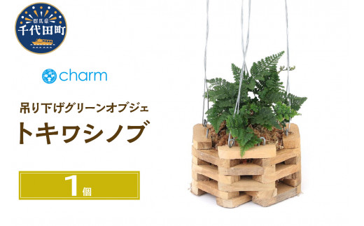観葉植物 トキワシノブ チーク材バスケット植え 八角形 小サイズ