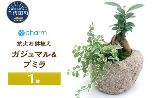 観葉植物 苔盆栽 ガジュマル＆プミラ 抗火石鉢植え Ｍサイズ（１鉢）苔 北海道冬季発送不可 群馬県 千代田町 インテリア ナチュラル 自然 プレゼント  ギフト 贈答用 送料無料 趣味 風水 緑 人気 オススメ 初心者 玄関 自家栽培 株式会社チャーム - 群馬県千代田町 ...