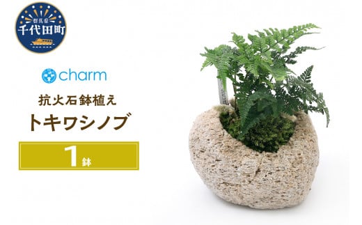 トキワシノブ（削げ石風鉢） - 米谷大蓉園