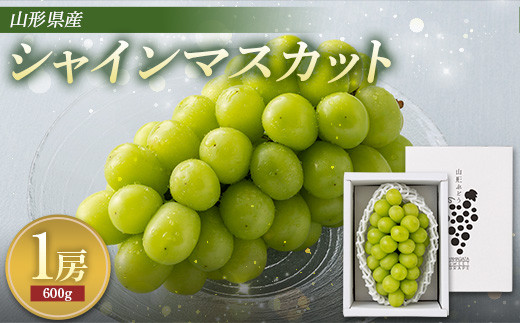 2026年先行予約》贈答用 山形県産 シャインマスカット 1房（600g以上