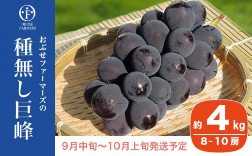 信州葡萄詰合せ　巨峰　黄甘　ピオーネ　種無し　4kg(9房) ブドウ ぶどう