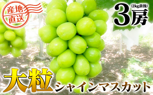 【先行受付2024年発送分】富士川町産シャインマスカット３房