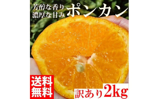 ぽんかん ポンカン 2kg 訳あり 産地直送 オレンジ フルーツ 果物