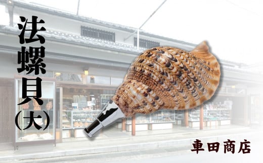 ブランド 新品 法螺貝 雄 36cm 車田商店 網袋付き - 通販 - www 