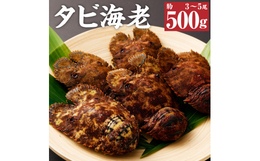 先行予約】天然タビ海老（ゾウリエビ）約500g（３～５尾入り）サイズ