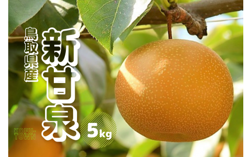 新甘泉 5kg前後 梨 鳥取県産 先行受付 2025年秋収穫分 新甘泉 5kg前後 梨 鳥取県産 先行受付 2025年秋収穫分