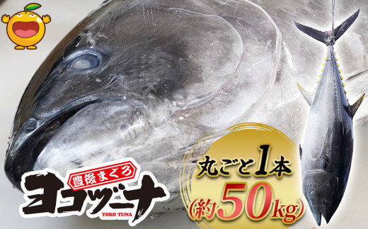 マグロ まるごと1本 約50kg 豊後まぐろヨコヅーナ 大分県津久見市産 マグロ まぐろ 鮪 丸ごと 赤身 大トロ 中トロ トロ 刺身 ...