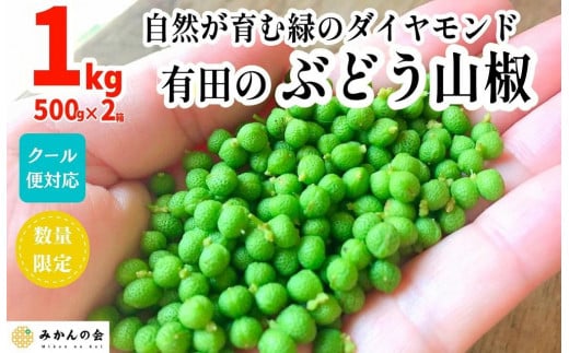 ぶどう山椒 １kg（500g×2箱） 実山椒 生山椒 クール便対応 和歌山県産