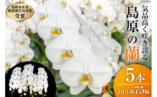 sd1_d18f21db749eb7e412080e880e