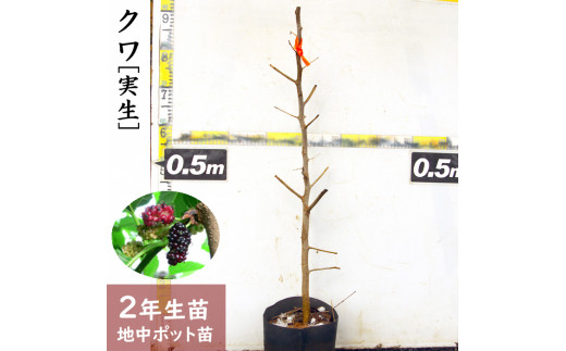 ＜すだ農園＞2年生 苗木 ◇クワ(桑)実生[地中ポット苗 2021年]◇※北海道・沖縄・離島への発送不可