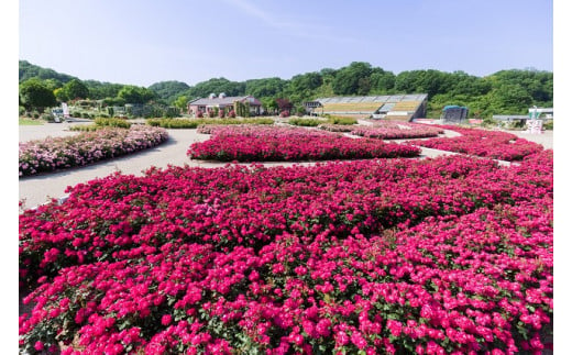 ぎふワールド・ローズガーデン ペア入園券+食事券セット - 岐阜県