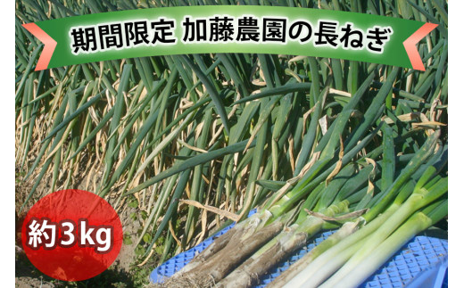 産地直送！加藤農園の長ねぎ 約3kg【12月下旬より順次発送】｜数量限定