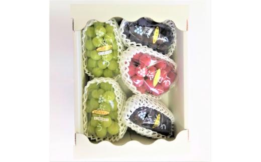 愛知県産シャインマスカット 2房 生産者直送! シャインマスカット2房と大粒他品種ぶどうの