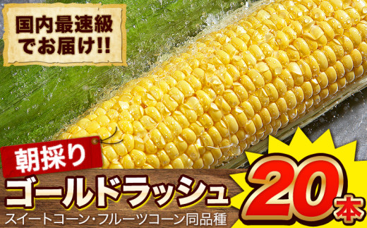 日本最速級出荷 朝採り ゴールドラッシュ 20本入り 3L-Lサイズ 《6月