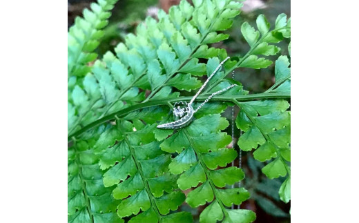 yvzV_ [pteridophyte[ilbNXj
