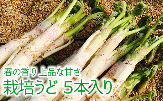 山の春の香り 栽培うど (5本入り) ウド 山菜 うど 春の味覚 天ぷら