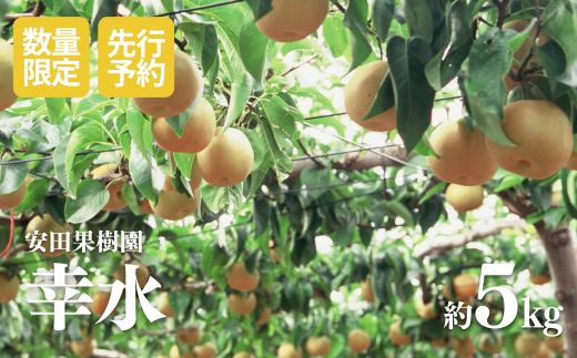 梨　幸水　47 楽天市場】梨 幸水（総重量（果物）3.00 ～ 3.99kg）（食品）の通販